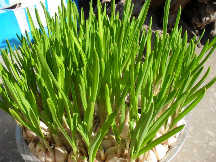 廚房里養幾種植物 不僅吸油煙而且還可以炒菜