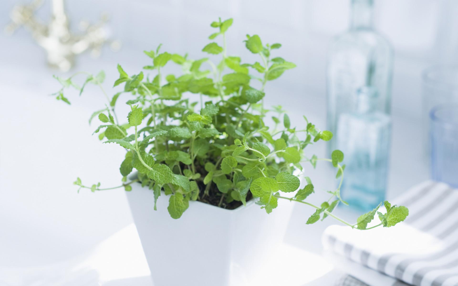 廚房里養幾種植物 不僅吸油煙而且還可以炒菜