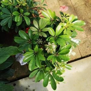 “4種”綠植 讓大家處于一個健康無污染的廚房