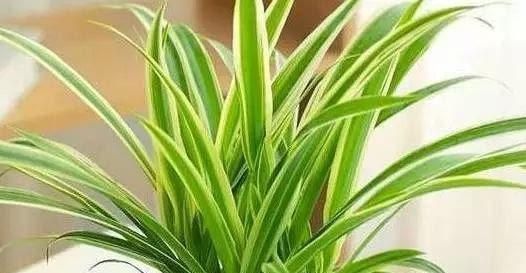 吸油煙的植物，養“它們”三個，連油煙凈化器都不用開了