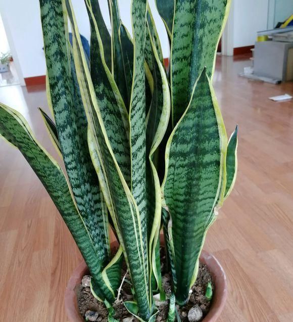 吸油煙的植物，養“它們”三個，連油煙凈化器都不用開了