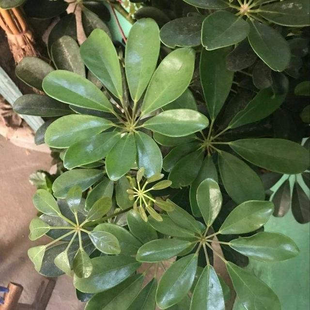 鵝掌柴一盆就頂個油煙凈化器