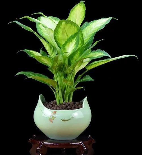 廚房油煙大? 不拍 這6種綠植吸油煙